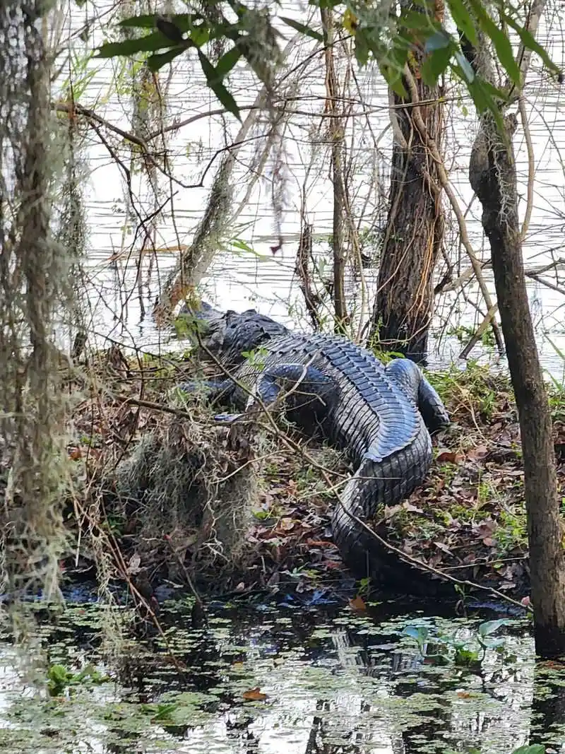 Conservation Importance of the Area