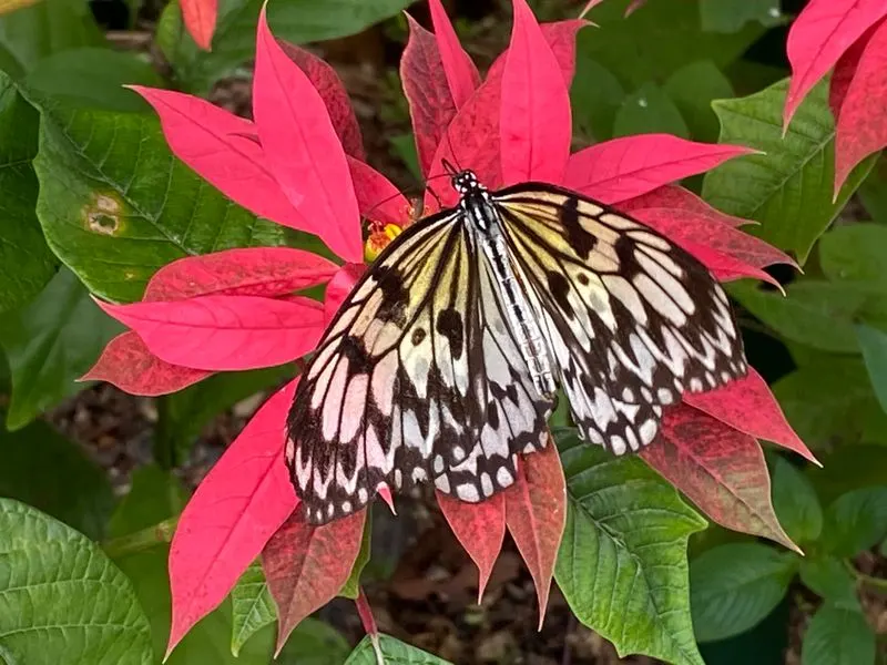 Hands-on Caterpillar Care Workshop
