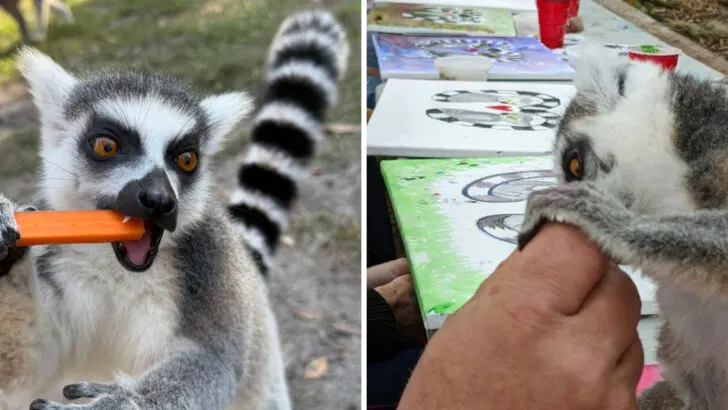 Tucked away in Florida is an animal sanctuary with a memorable lemur experience