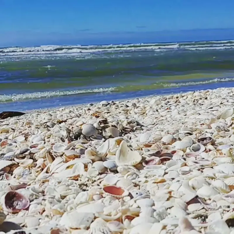 Best Times and Tides for Shelling