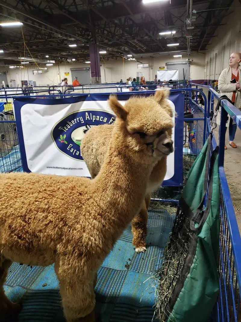 Navigating the Venue