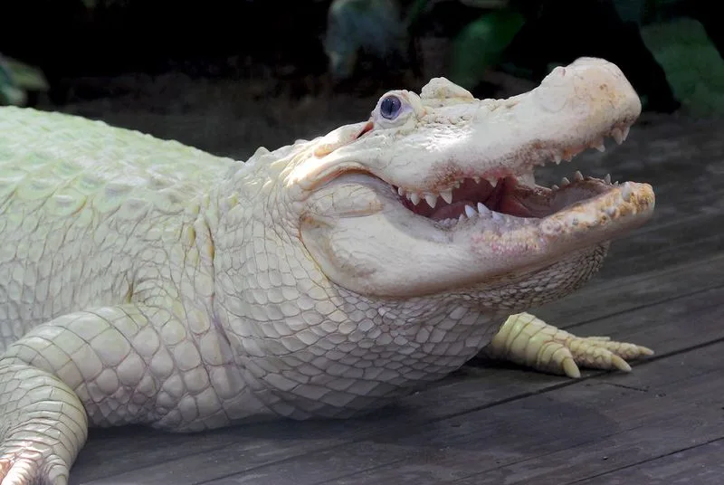 White Alligator Exhibit