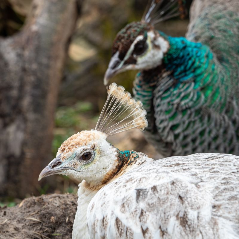 Virginia – Virginia Zoo – Norfolk