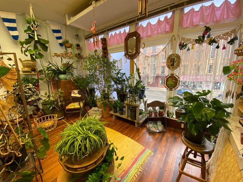Houseplants, air plants, and tiny green magic