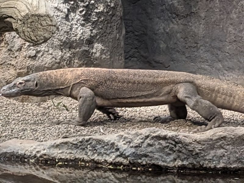 Washington – Woodland Park Zoo – Seattle