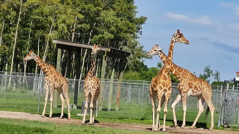 Giraffe feeding and animal encounters