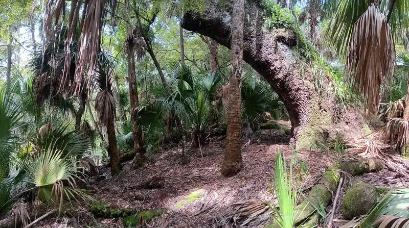 The Ancient Shell Mound at the Trail&rsquo;s End