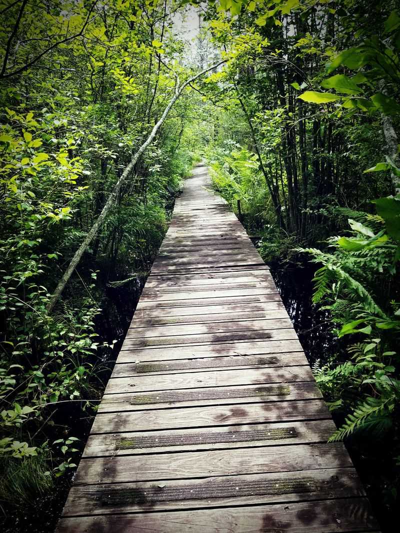 Tannersville Cranberry Bog