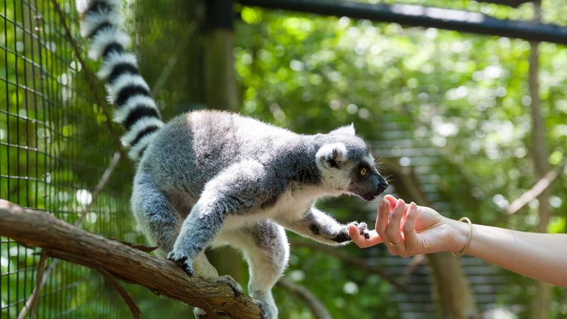 West Virginia – Oglebay Good Zoo – Wheeling