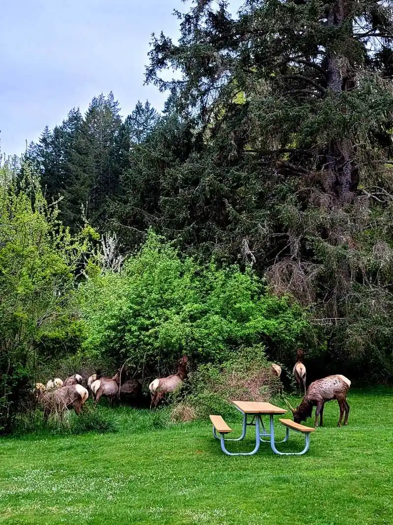 Tide-To-Table Picnic
