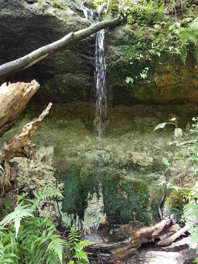 Torreya Bluff Springs Drips - Bristol