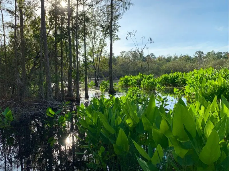 Old-Growth Bald Cypress Cathedral