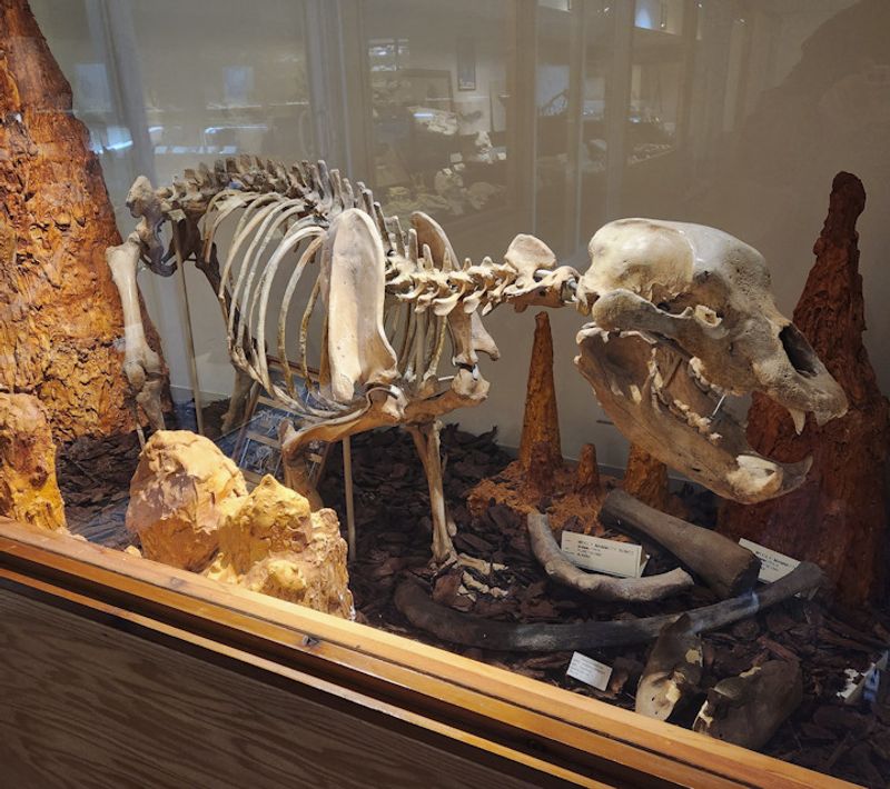 The Free Basement Fossil Museum