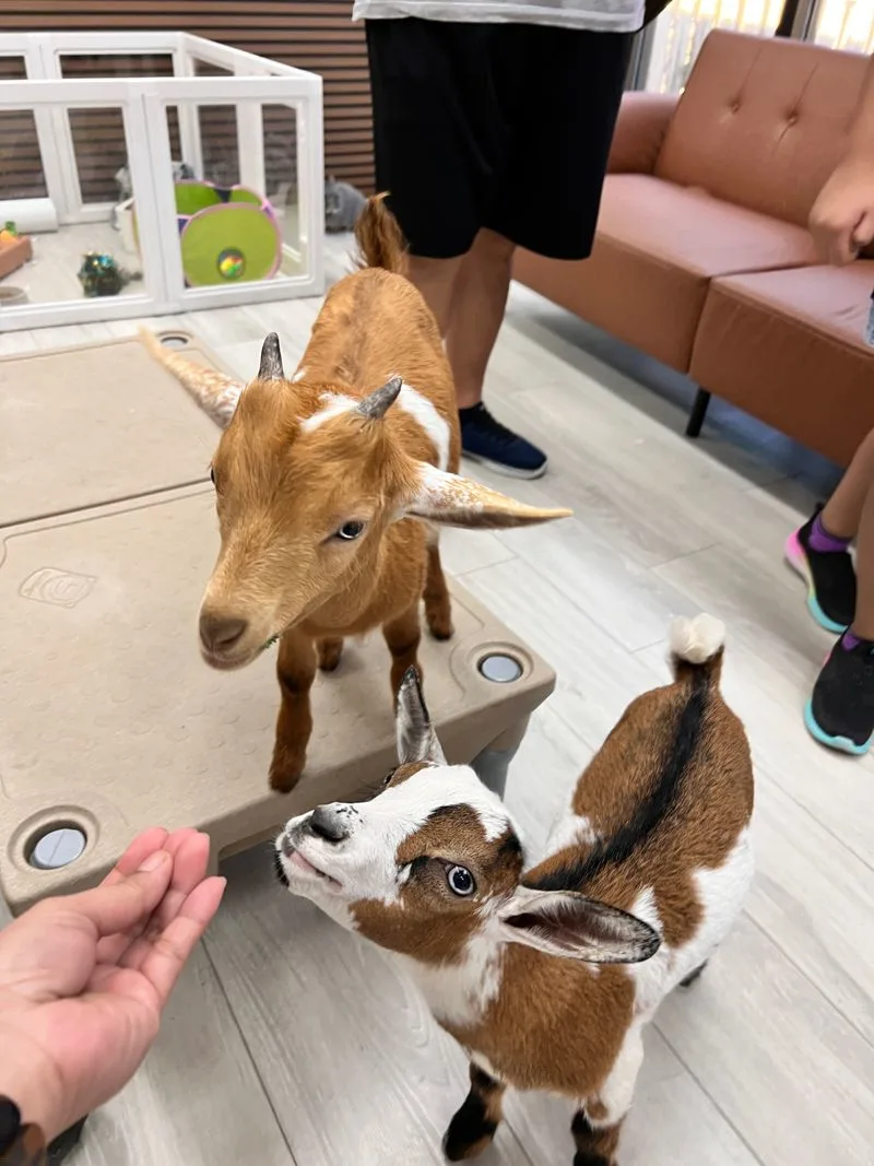 Capybara & Friends Encounter: timing and flow
