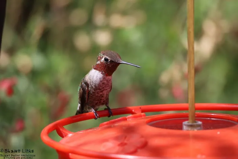 Birding etiquette and conservation