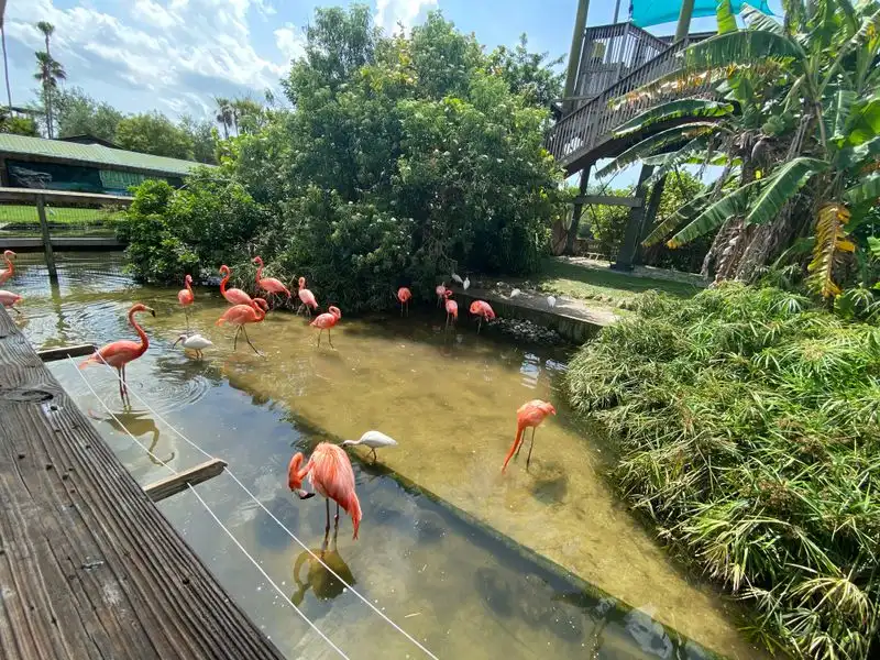 Aviary Bird Feeding Experience