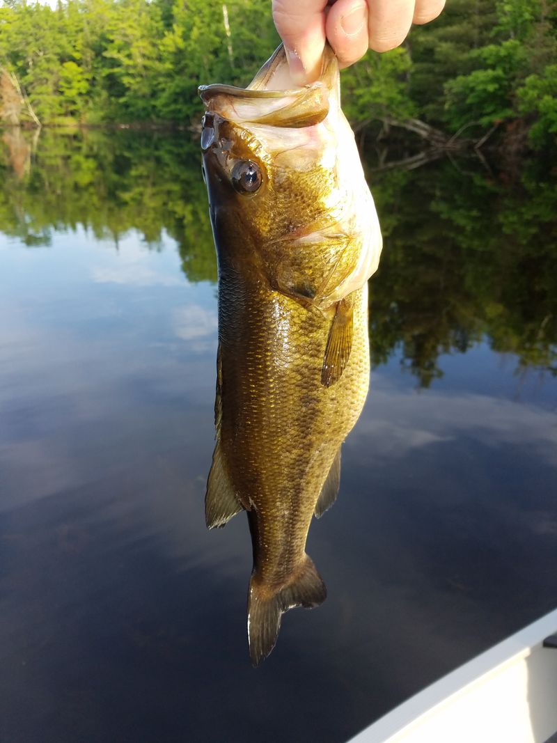 Nelson Lake, Wisconsin
