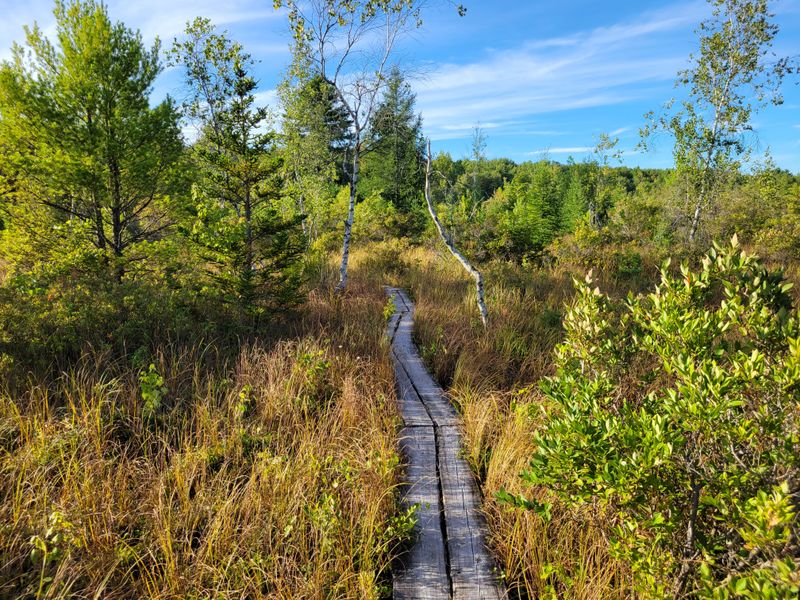 Thomas Darling Preserve Pine Barrens Boardwalk