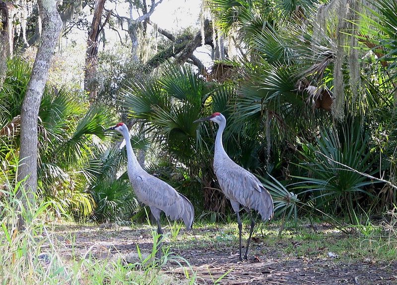 Wildlife You May Encounter Along the Way