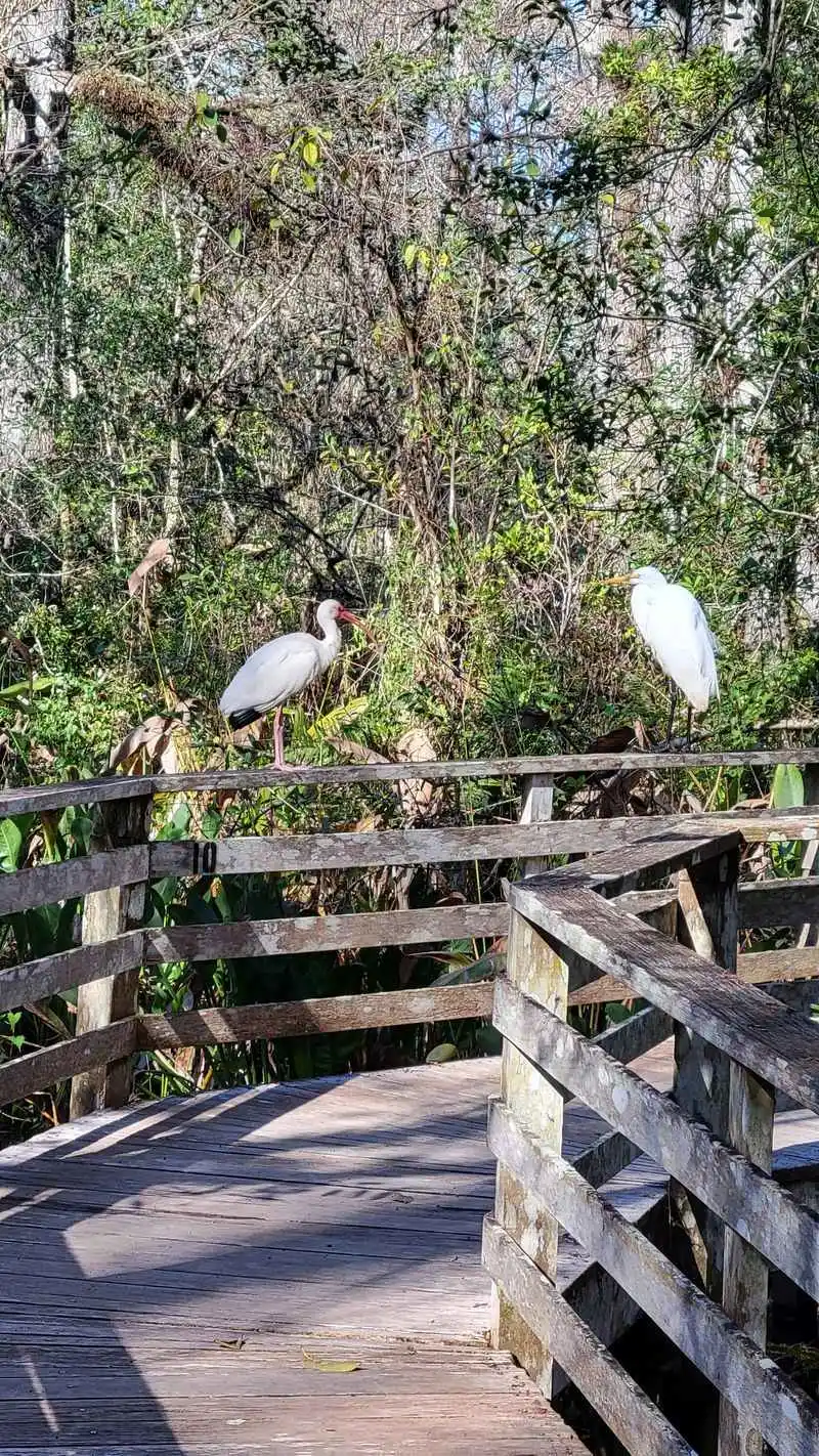 Birding Highlights and Seasonal Surprises