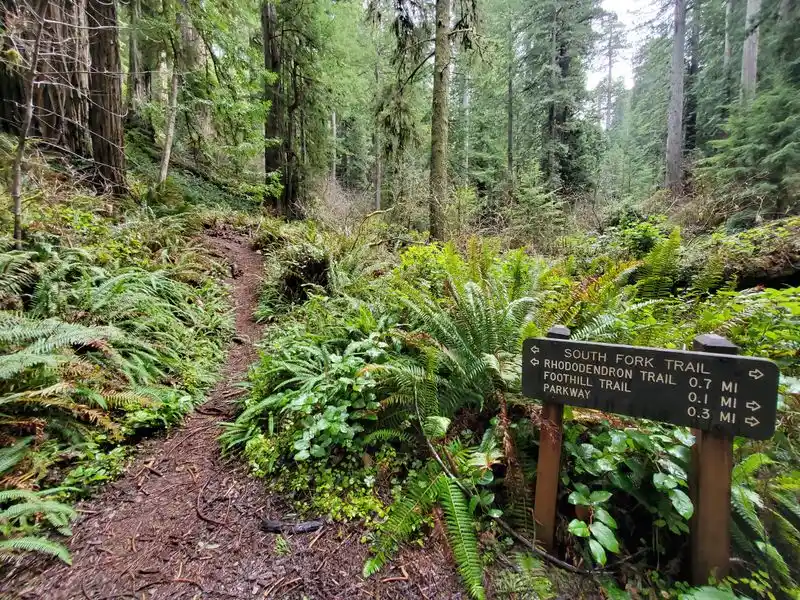 Ancient Forest Trails