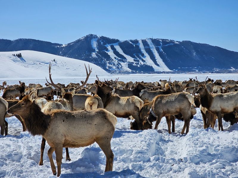 Wyoming – National Elk Refuge – Jackson