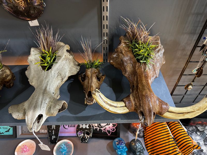 Oddities that spark delight