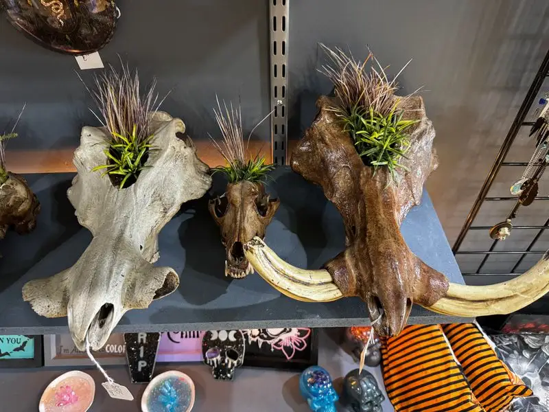 Oddities that spark delight