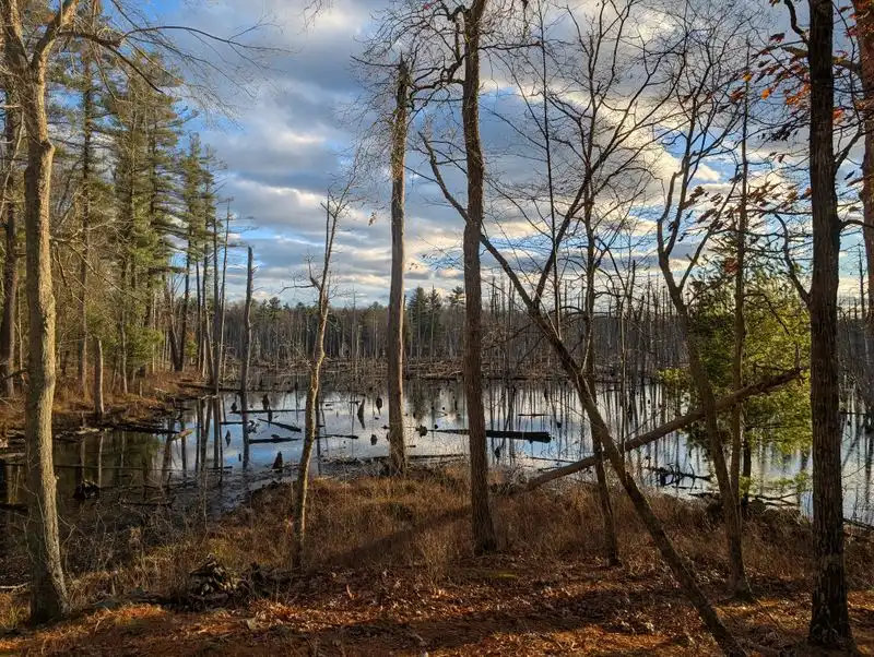 Boxford State Forest