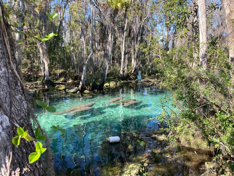 Crystal River and Three Sisters Springs