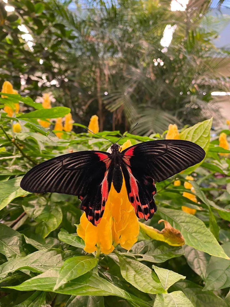 Species You Might See