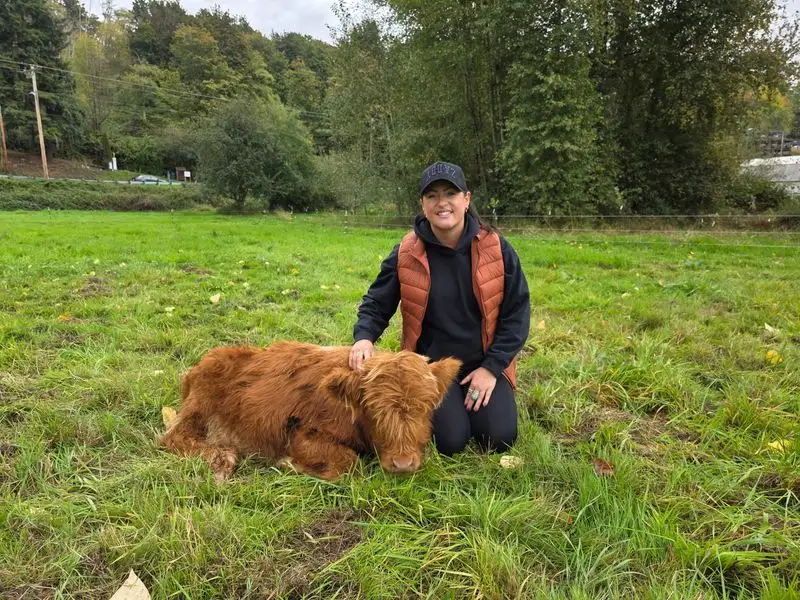 Highland Cow Cuddling Experience
