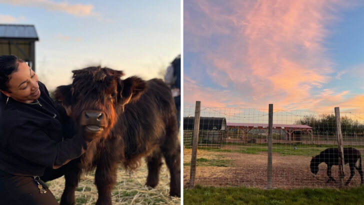 You Can Cuddle the Fluffiest Cows in America at This Little-Known Washington Farm