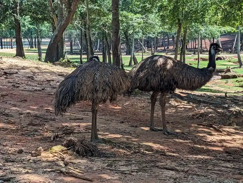 Emu Antics