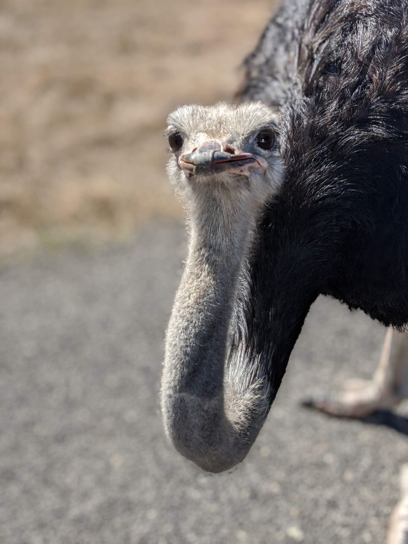 Ostrich encounters without losing your lunch