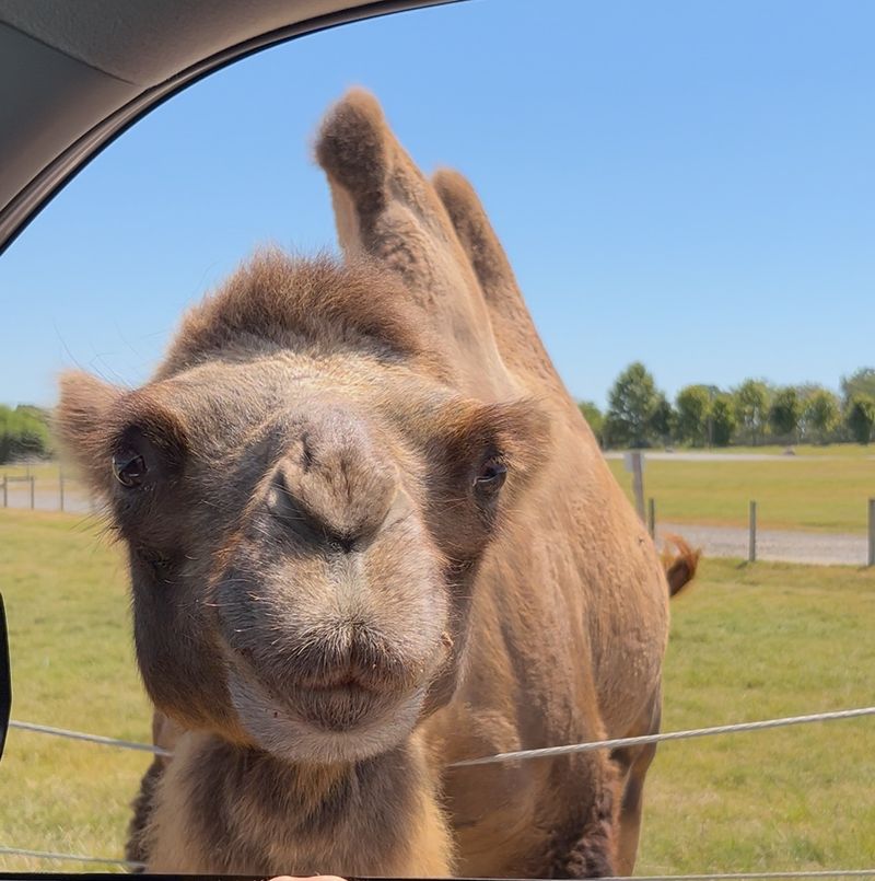 Camels and giraffes up close