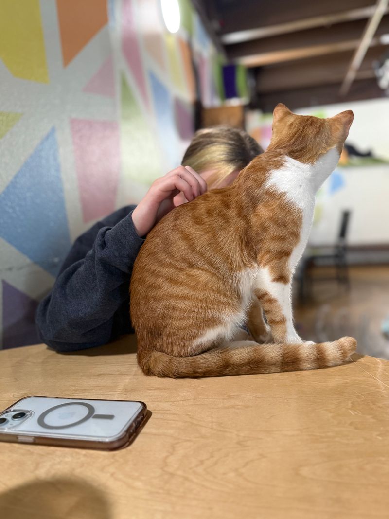 The Cat Caf&eacute; &mdash; San Diego, CA