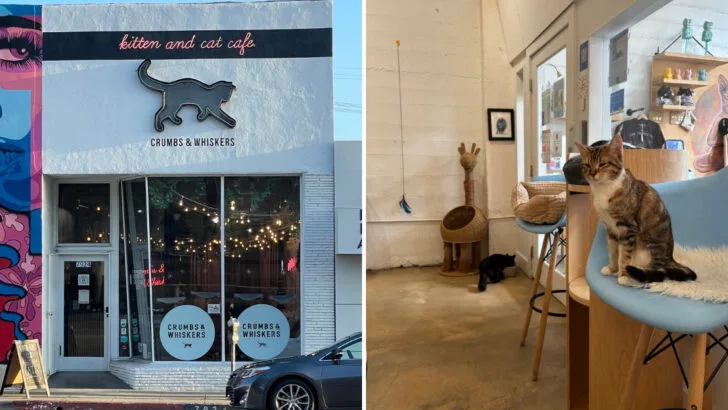 10 cat cafes across California that every cat lover should experience at least once