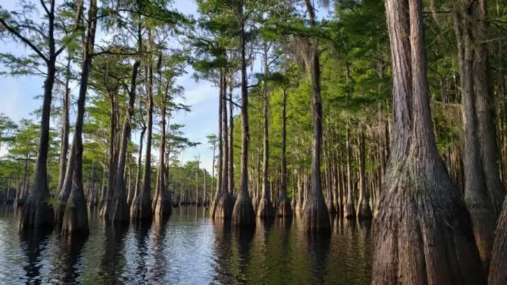 11 Campsites that Balance Comfort with a Real Sense of Nature in Georgia