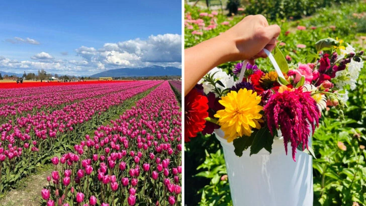 11 Washington flower farms that welcome visitors to cut their own blooms