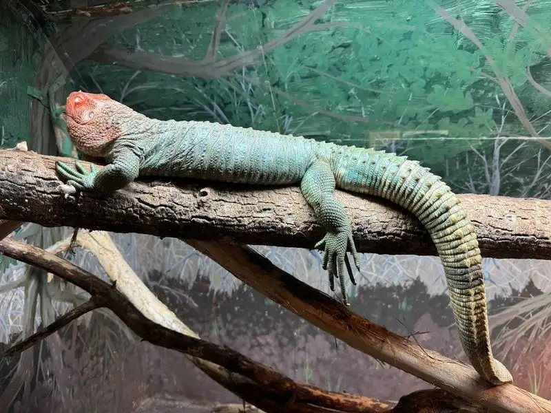 Kentucky Reptile Zoo &ndash; Slade, KY