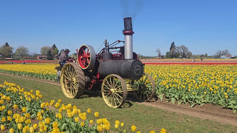 Wooden Shoe Tulip Farm (Summer U-Pick Flowers) &mdash; Woodburn, OR