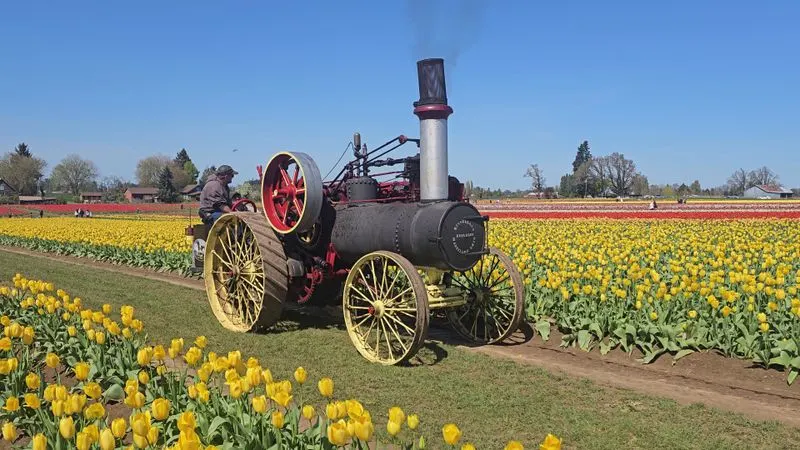 Wooden Shoe Tulip Farm (Summer U-Pick Flowers) &mdash; Woodburn, OR