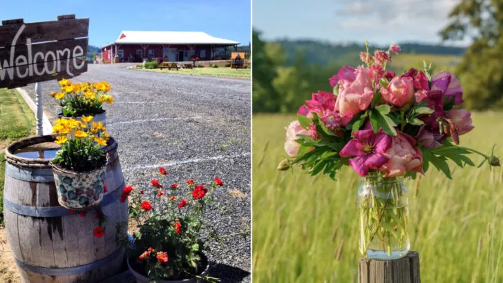 12  Flower Farms in Oregon Where You Can Pick Your Own Bouquet