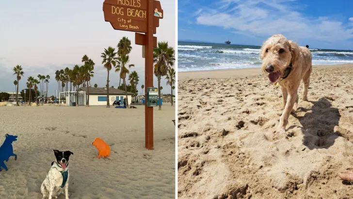 13 Dog-Friendly Beaches in California Where Pups Can Truly Enjoy the Coast