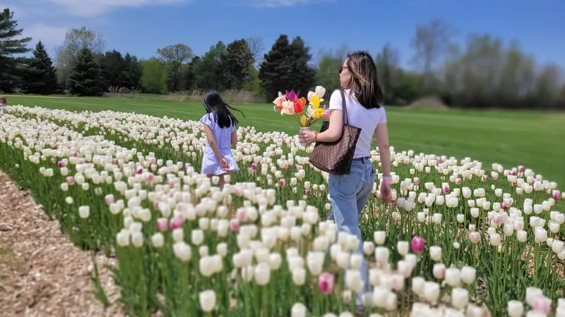 DeBucks Sunflower Farm