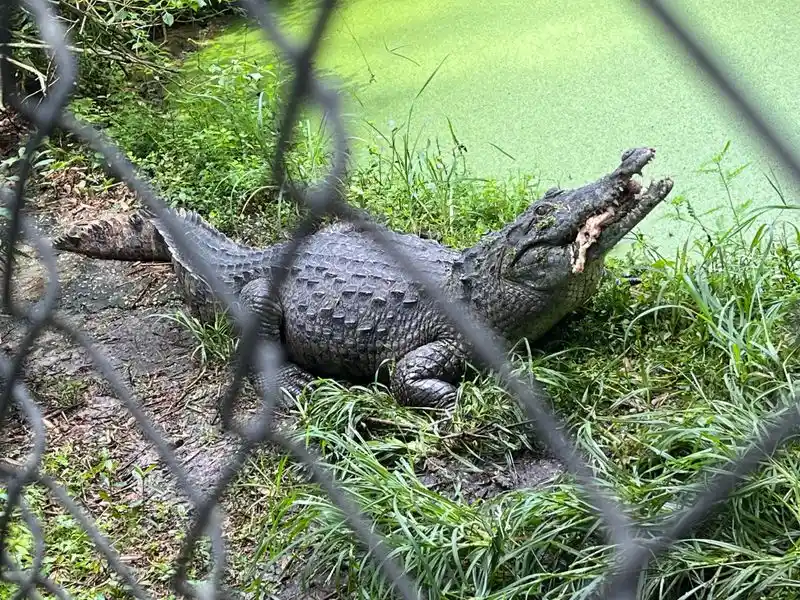 The Sanctuary's Heartbeat