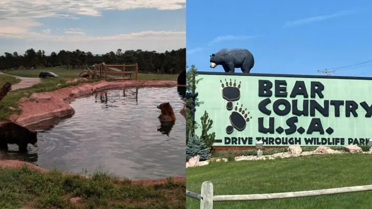 A 200-Acre Drive-Through Park In South Dakota Lets Bears Walk Right Up To Your Car Window