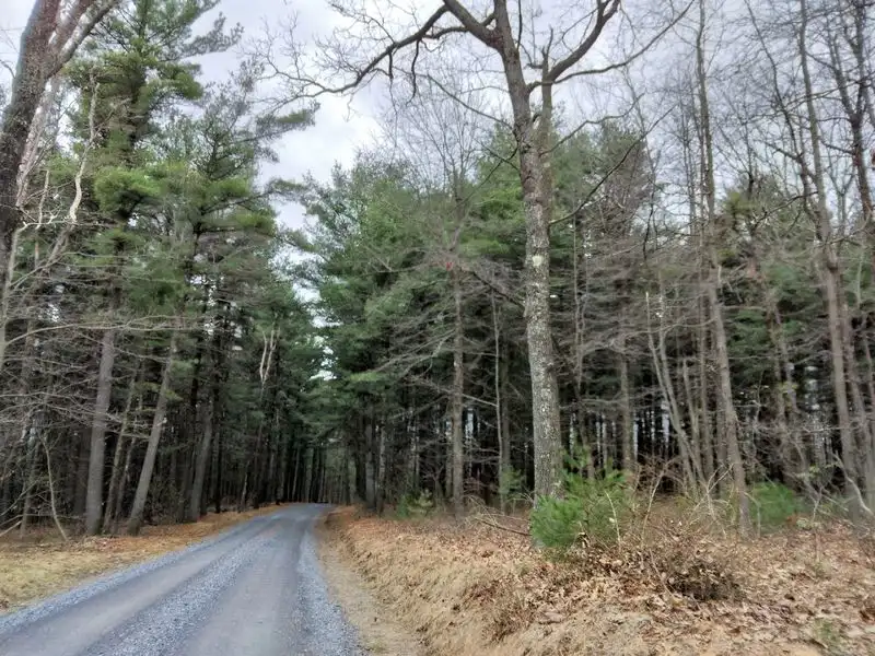 The Forest That Hides a Highway