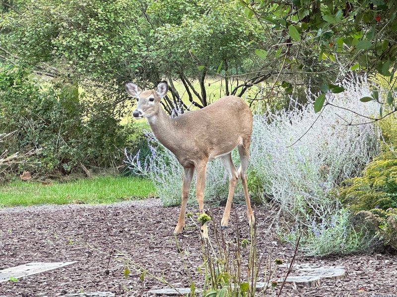 Wildlife Encounters That Make Every Visit Memorable